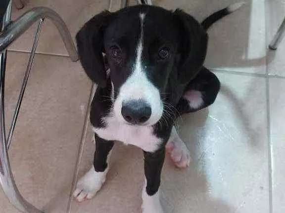 Cachorro ra a SRD idade 2 a 6 meses nome Bibi