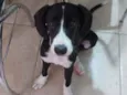 Bibi