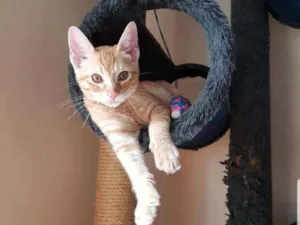 Gato raça SRD idade 2 a 6 meses nome Amarelo