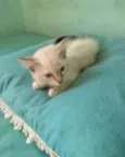 Dorinha