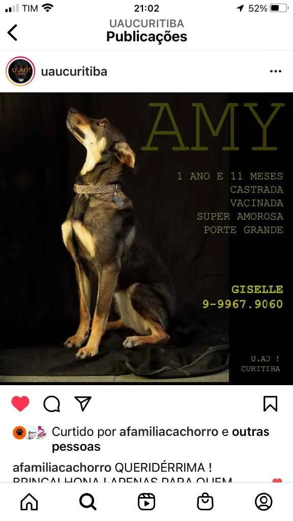 Cachorro ra a Srd idade 2 anos nome Amy