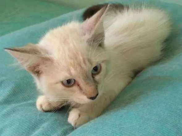 Gato ra a SRD idade 2 a 6 meses nome Dorinha