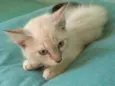 Dorinha