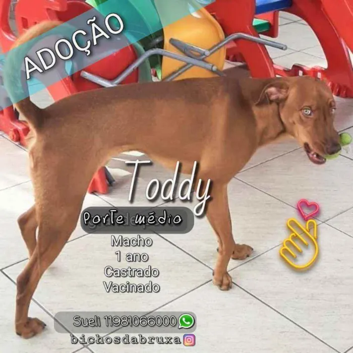 Cachorro ra a Srd idade 1 ano nome Toddy
