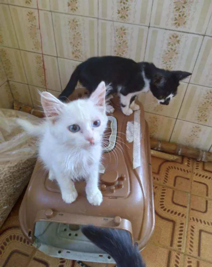 Gato raça SRD idade 2 a 6 meses nome Chiquinho e Pedrinho