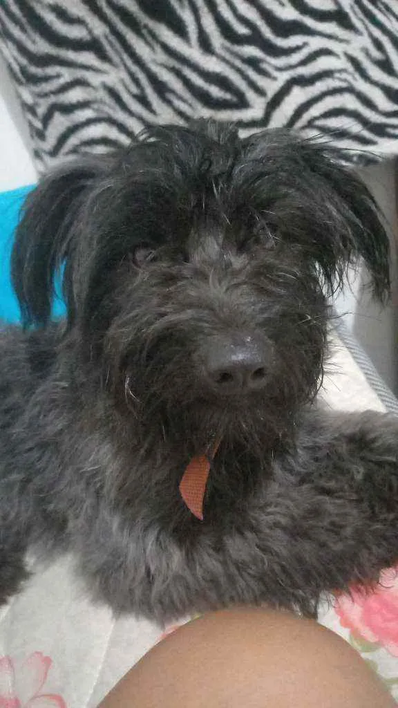 Cachorro ra a Não sei idade 3 anos nome Não sei