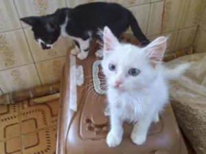 Gato raça SRD idade 2 a 6 meses nome Chiquinho e Pedrinho