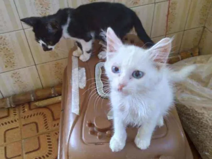 Gato raça SRD idade 2 a 6 meses nome Chiquinho e Pedrinho