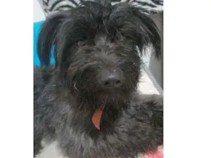 Cachorro raça Não sei idade 3 anos nome Não sei