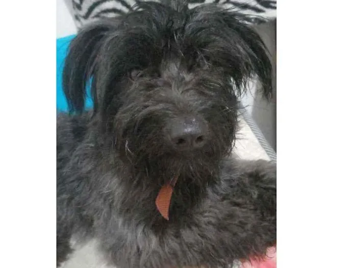 Cachorro ra a Não sei idade 3 anos nome Não sei