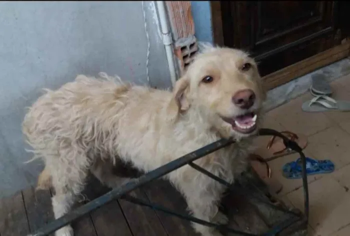 Cachorro ra a SRF idade 1 ano nome Vicky