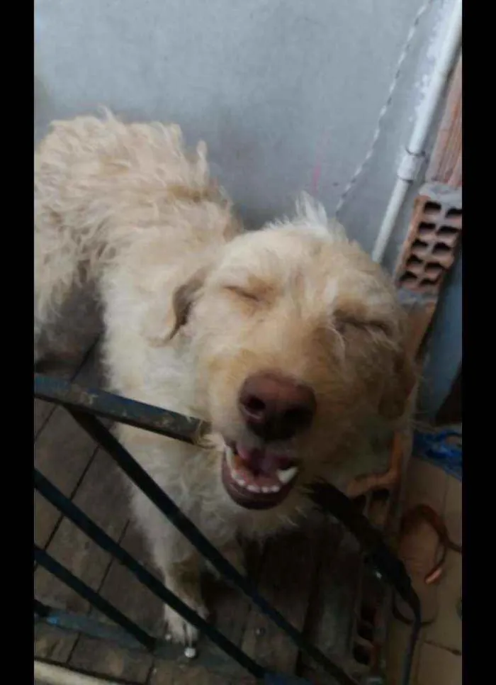 Cachorro ra a SRF idade 1 ano nome Vicky