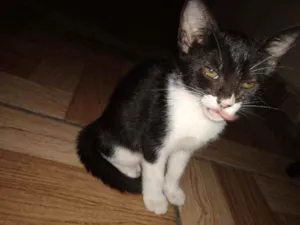 Gato raça SRD idade 2 a 6 meses nome Frajola