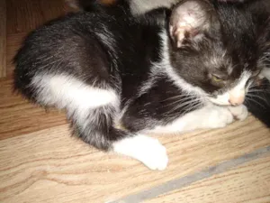 Gato raça Srd idade 2 a 6 meses nome Smurf