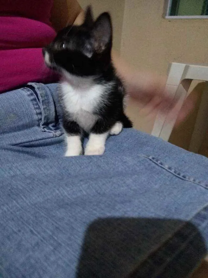 Gato raça SRD idade 2 a 6 meses nome Sem nome