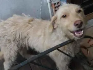 Cachorro raça SRF idade 1 ano nome Vicky