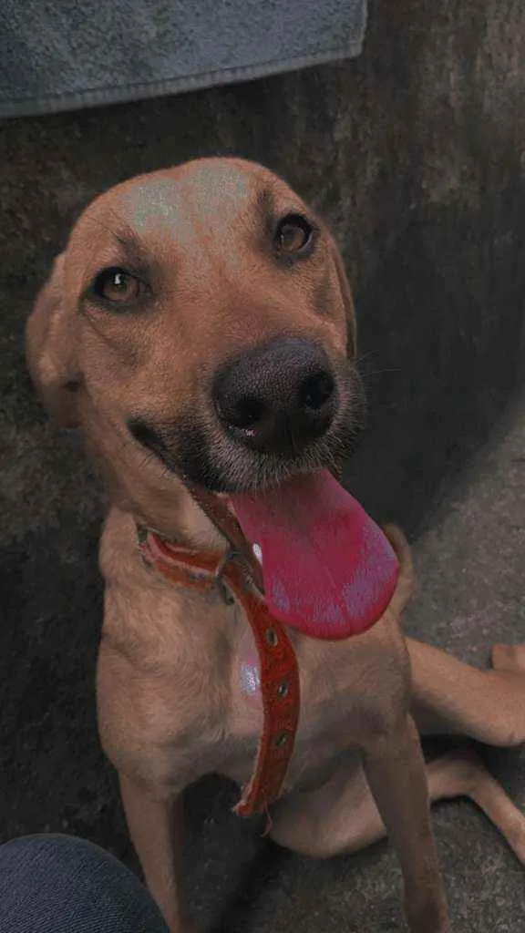 Cachorro raça Vira lata com labrador idade 7 a 11 meses nome Kira