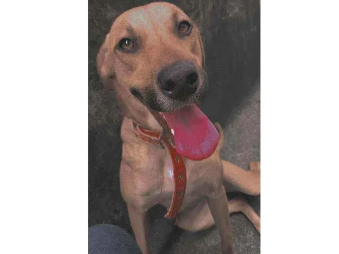 Cachorro raça Vira lata com labrador idade 7 a 11 meses nome Kira