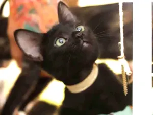 Gato raça SRD idade 2 a 6 meses nome Zhou