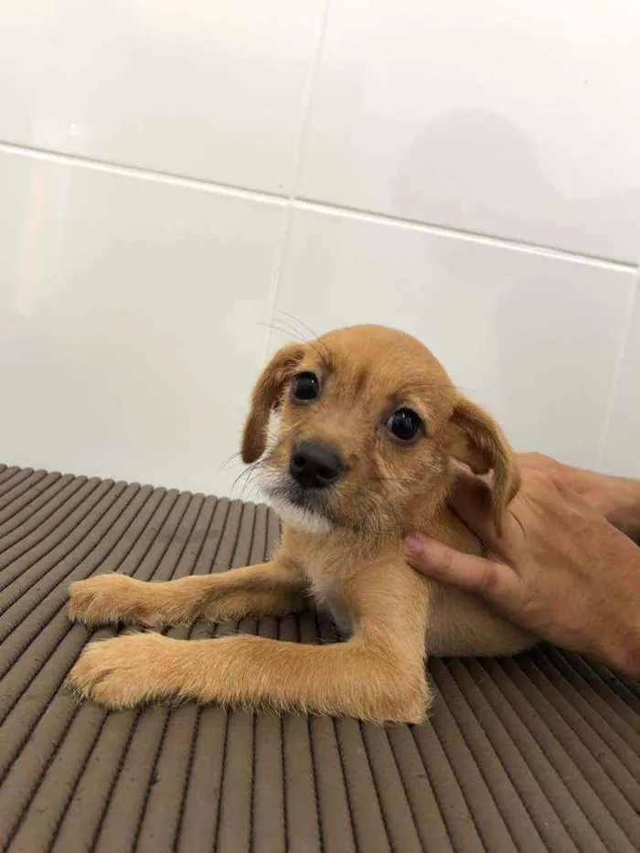 Cachorro raça SRD idade 2 a 6 meses nome Lucy