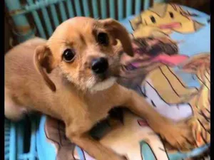 Cachorro raça SRD idade 2 a 6 meses nome Lucy