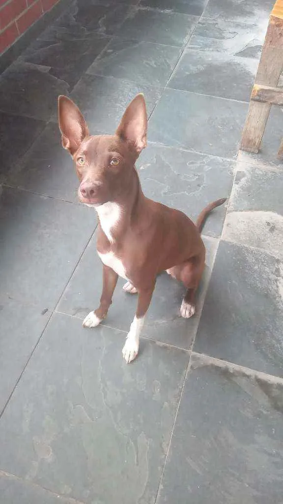 Cachorro ra a Vira lata idade 7 a 11 meses nome Kira