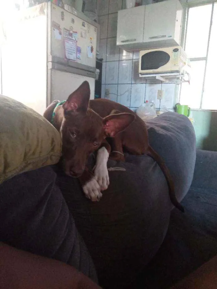 Cachorro ra a Vira lata idade 7 a 11 meses nome Kira