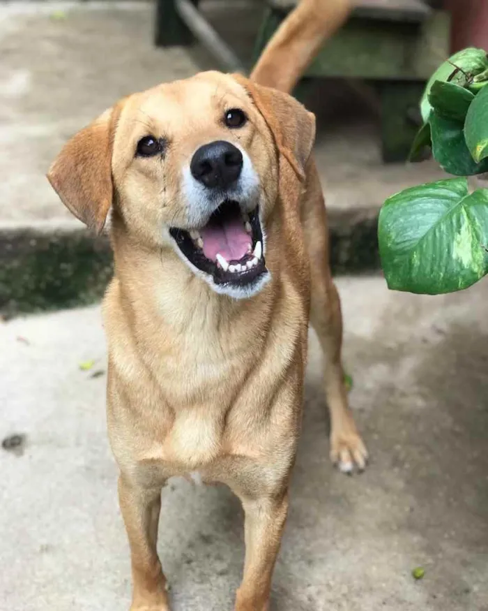 Cachorro ra a  idade 2 anos nome Amigo 