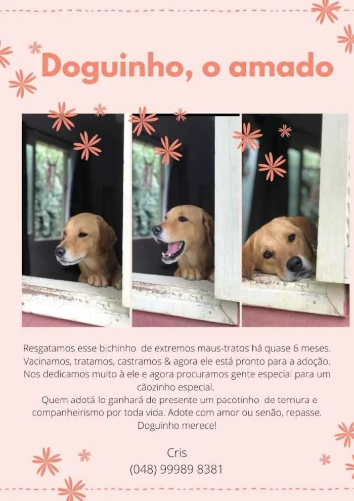 Cachorro ra a  idade 2 anos nome Amigo 