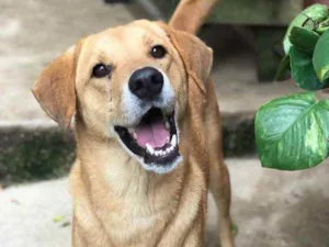 Cachorro raça  idade 2 anos nome Amigo 