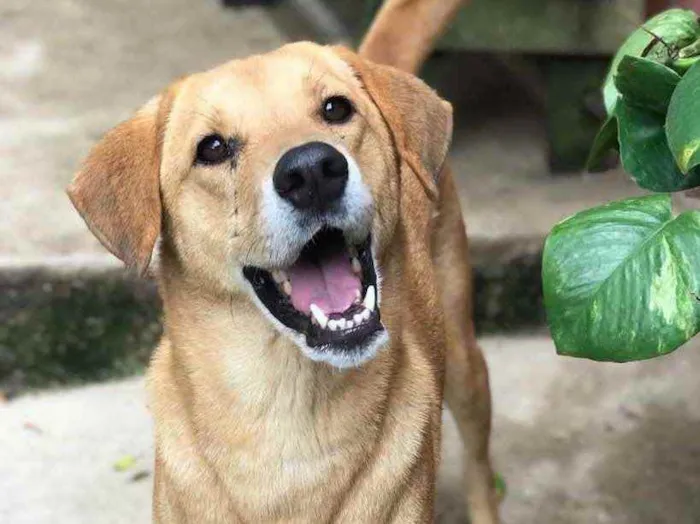 Cachorro ra a  idade 2 anos nome Amigo 