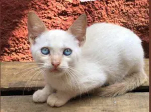 Gato raça  Srd idade Abaixo de 2 meses nome Pompom