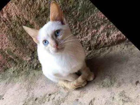 Gato raça  Srd idade Abaixo de 2 meses nome Pompom