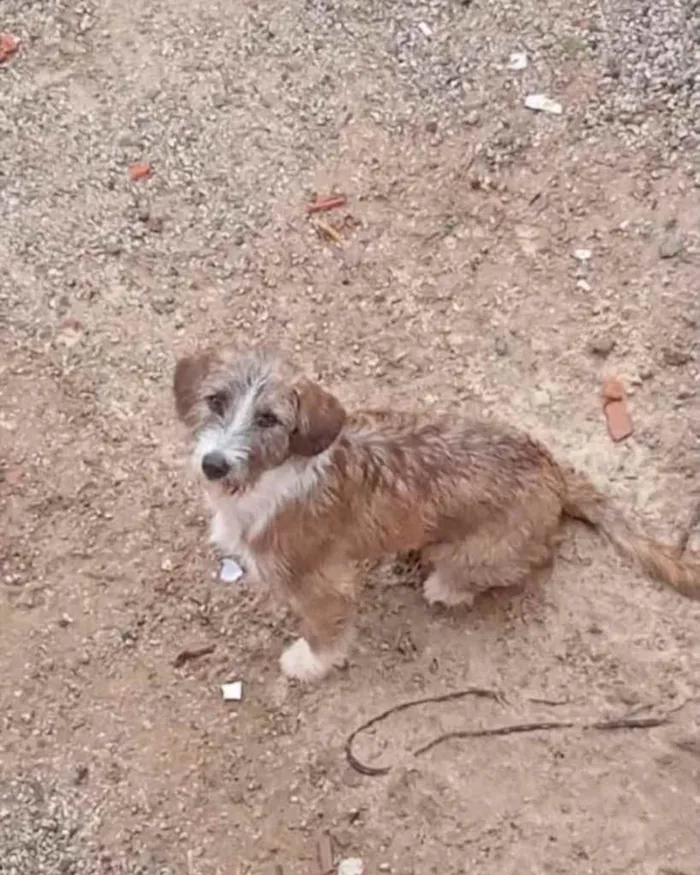 Cachorro ra a  idade 7 a 11 meses nome Estopinha 