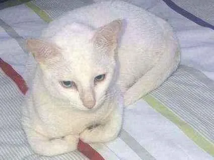 Gato ra a SRD idade 7 a 11 meses nome ELVIS