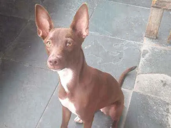 Cachorro ra a Vira lata idade 7 a 11 meses nome Kira