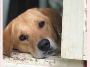 Cachorro raça  idade 1 ano nome Amigo 