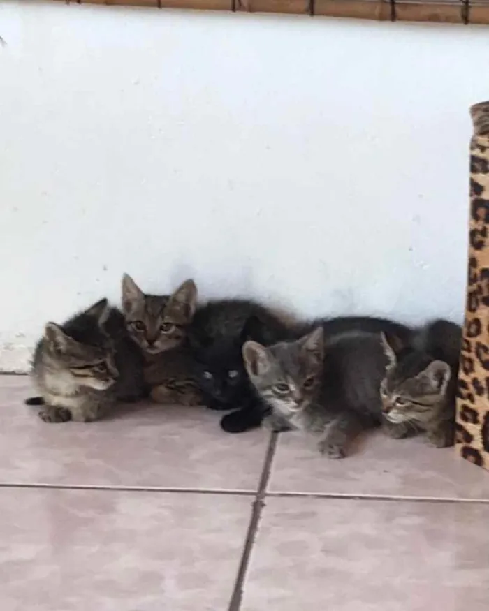 Gato ra a  idade 2 a 6 meses nome Não sei 