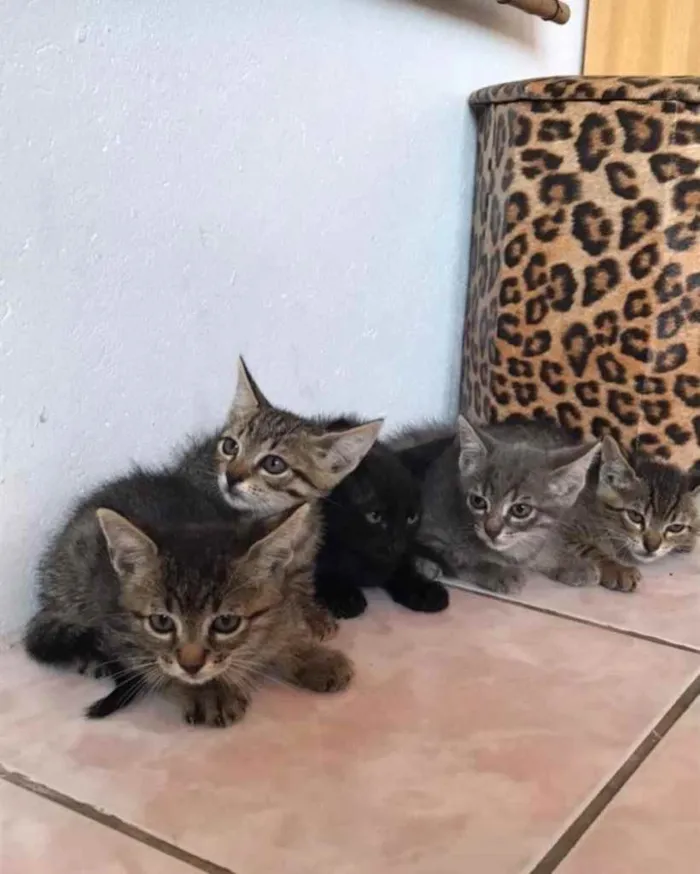 Gato ra a  idade 2 a 6 meses nome Não sei 