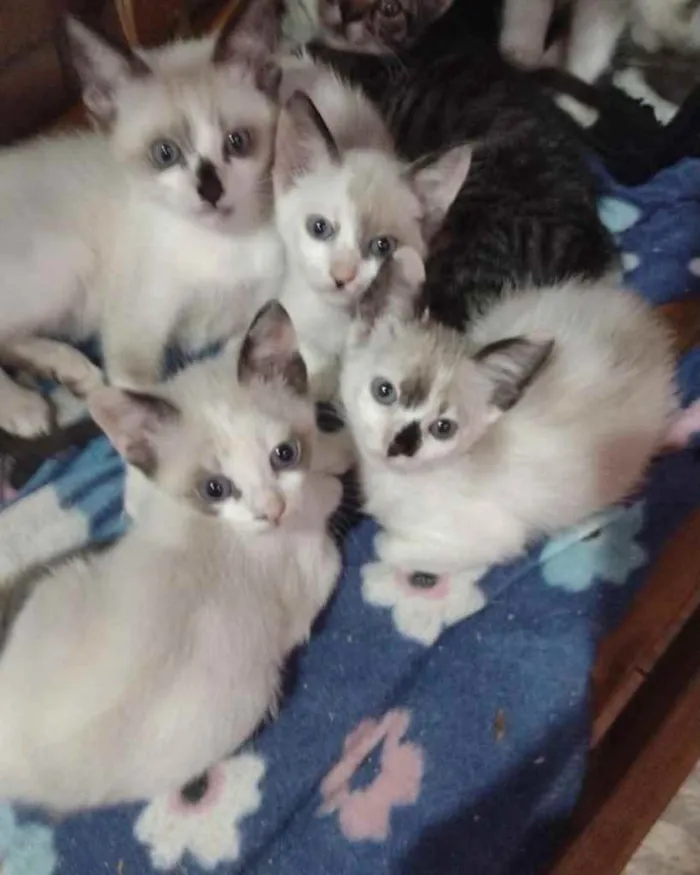 Gato ra a  idade 2 a 6 meses nome Não sei 