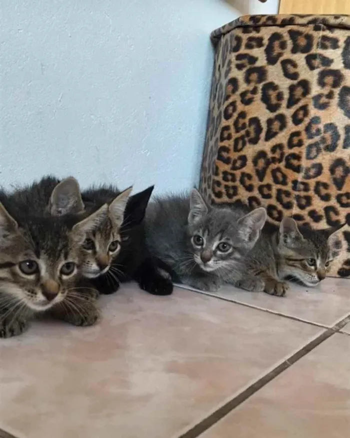 Gato ra a  idade 2 a 6 meses nome Não sei 