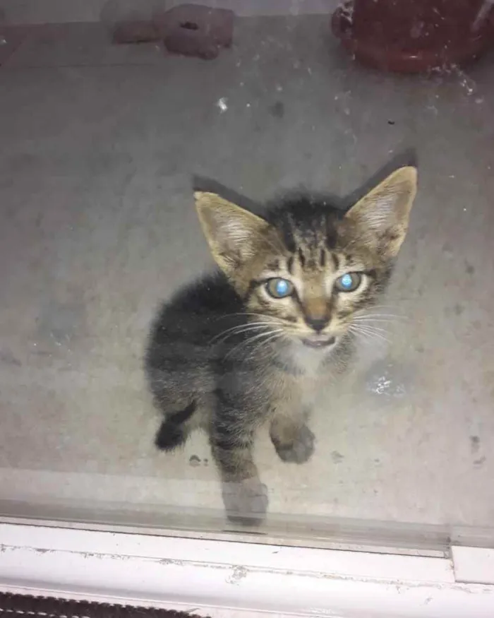 Gato ra a  idade 2 a 6 meses nome Não sei 