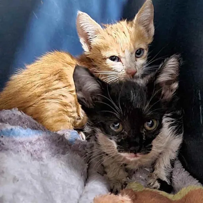 Gato ra a  idade 2 a 6 meses nome Não sei 
