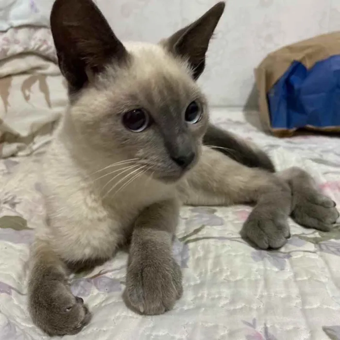 Gato ra a  idade 2 a 6 meses nome Não sei 