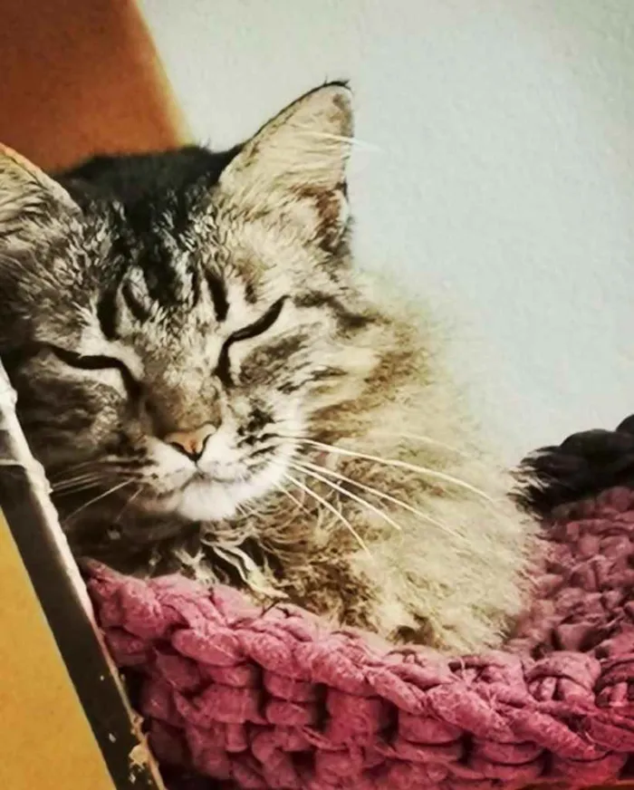 Gato ra a  idade 2 a 6 meses nome Não sei 