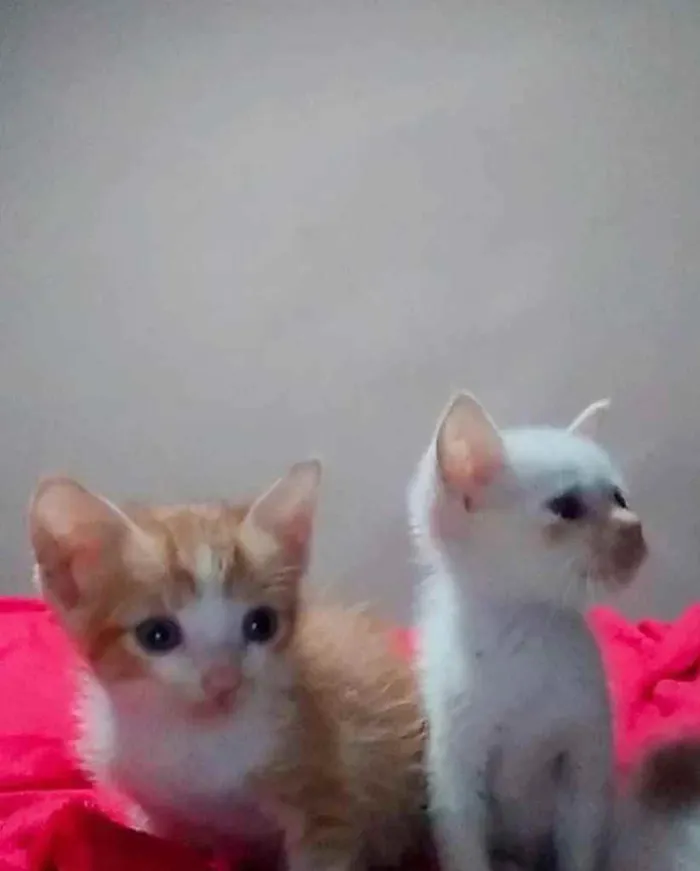 Gato ra a  idade 2 a 6 meses nome Não sei 
