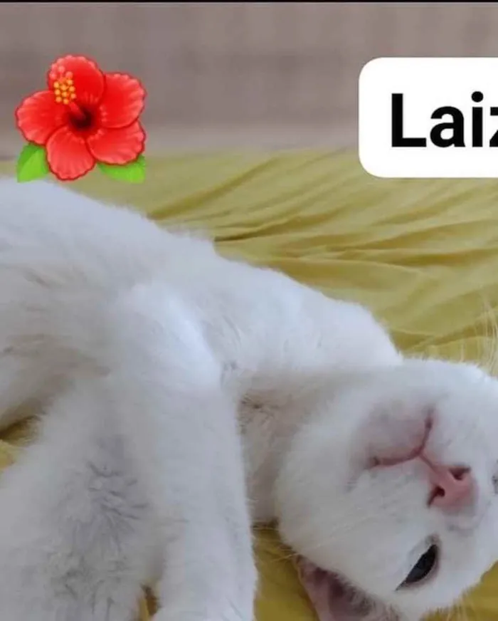 Gato ra a  idade 2 a 6 meses nome Não sei 