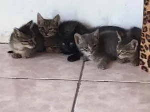 Gato raça  idade 2 a 6 meses nome Não sei 