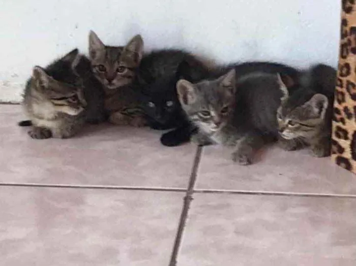 Gato ra a  idade 2 a 6 meses nome Não sei 