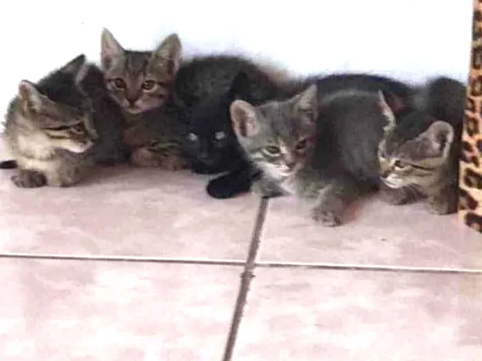 Gato ra a  idade 2 a 6 meses nome Não sei 
